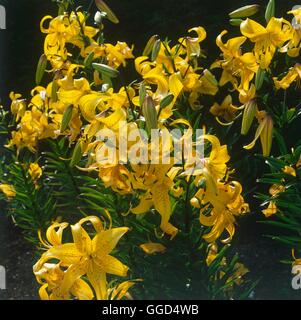 Lilium - `Dayspring' (Asiatic Hybrid)   BUL045068 Stock Photo